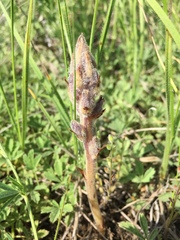 Phelipanche caesia