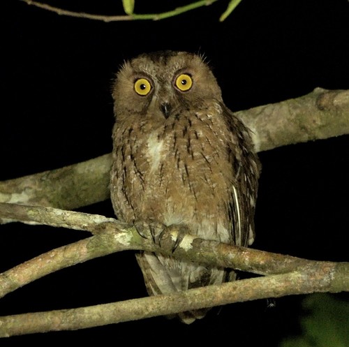 Madagascar Scops-Owl