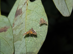 Strepsinoma croesusalis