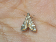 Strepsinoma croesusalis