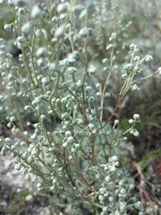 Artemisia hololeuca