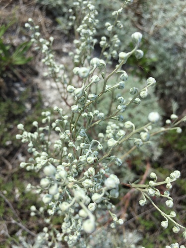 Image of Artemisia hololeuca by (c) Елена Патерикина, some rights reserved (CC BY)