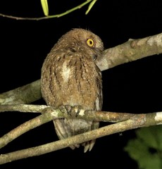 Otus rutilus rutilus
