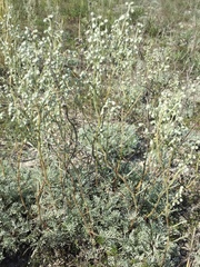 Artemisia hololeuca