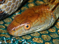 Trimerodytes aequifasciatus