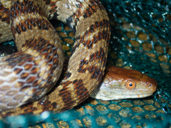Trimerodytes aequifasciatus