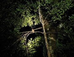 Otus rutilus rutilus