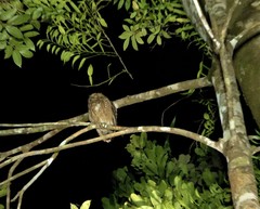 Otus rutilus rutilus