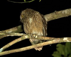 Otus rutilus rutilus