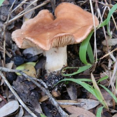 Rhodocybe lateritia
