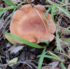 Rhodocybe lateritia