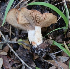Rhodocybe lateritia
