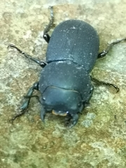 Dorcus parallelipipedus