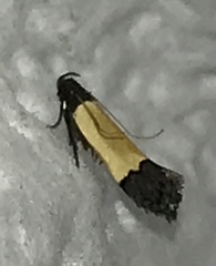 Anacampsis coverdalella