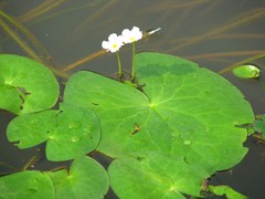 Nymphoides aquatica