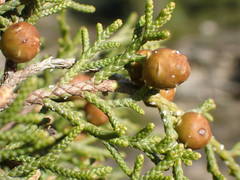 Juniperus phoenicea