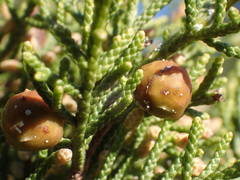 Juniperus phoenicea