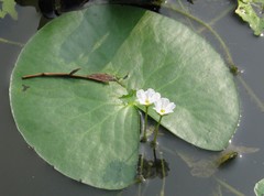 Nymphoides aquatica