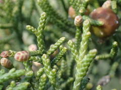 Juniperus phoenicea