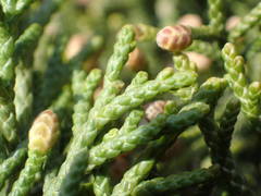 Juniperus phoenicea
