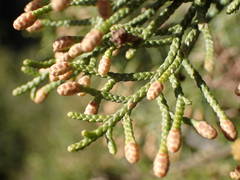 Juniperus phoenicea