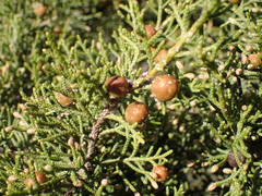 Juniperus phoenicea