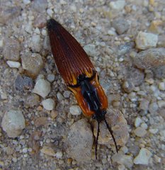 Elatichrosis clivalis