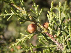 Juniperus phoenicea