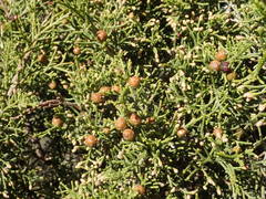 Juniperus phoenicea