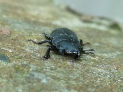 Dorcus parallelipipedus