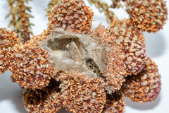 Psycharium pellucens