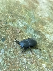 Dorcus parallelipipedus