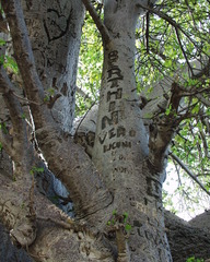 Adansonia digitata