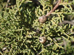 Juniperus phoenicea
