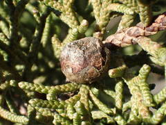 Juniperus phoenicea
