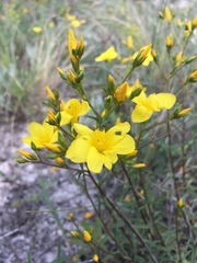 Linum ucranicum