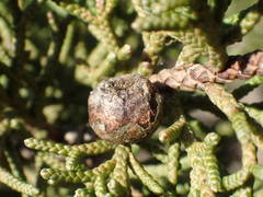 Juniperus phoenicea