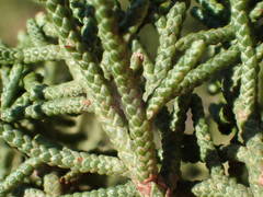 Juniperus phoenicea