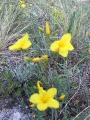 Linum ucranicum