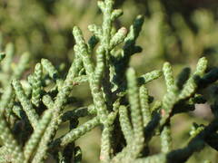 Juniperus phoenicea