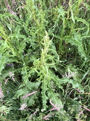 Rumex longifolius