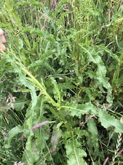 Rumex longifolius
