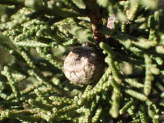 Juniperus phoenicea