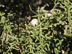 Juniperus phoenicea