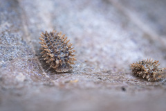 Pseudolaureola deharvengi