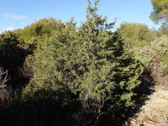 Juniperus phoenicea