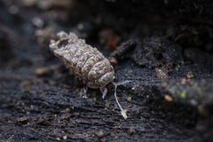 Pseudolaureola deharvengi