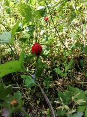 Potentilla hebiichigo