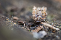 Pseudolaureola deharvengi