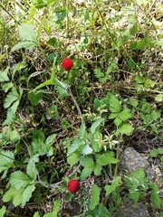 Potentilla hebiichigo